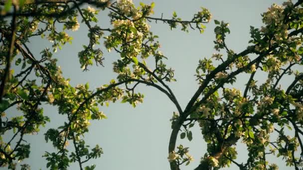 Piękne Kwitnące Kwiaty Drzewie Sakura Zielonym Ogrodzie Letnim Slow Motion — Wideo stockowe