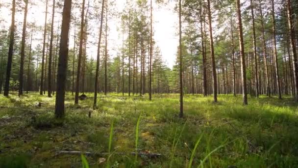 Punto Vista Camminando Attraverso Foresta Ripresa Telecamera Fissa Video Rallentatore — Video Stock