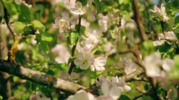 Bellissimi Fiori Fioriti Albero Sakura Nel Verde Giardino Estivo Riprese — Video Stock