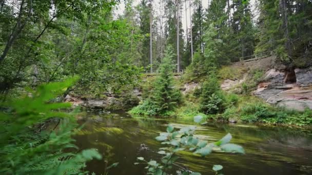 Point Vue Promenade Dans Forêt Vidéo Steadicam Images Ralenti — Video