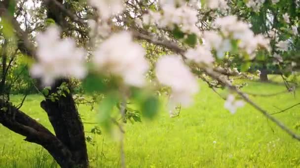 Bellissimi Fiori Fioriti Albero Sakura Nel Verde Giardino Estivo Riprese — Video Stock