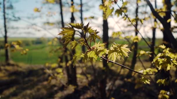 日落时照相机穿过树枝 夏天的自然慢动作 — 图库视频影像