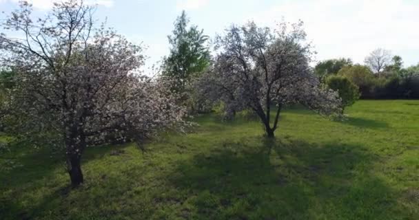 Pohled Zelenou Zahradu Kvetoucími Sakurami — Stock video