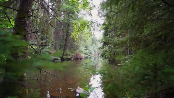 Point Vue Promenade Dans Forêt Vidéo Steadicam Images Ralenti — Video