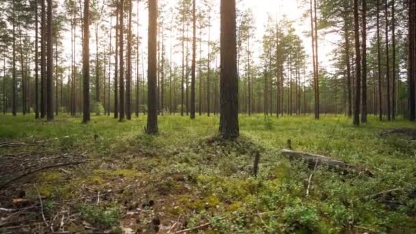 Een Krijgsgevangene Wandelen Door Het Bos Constante Camera Opname Slow — Stockvideo