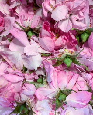 Doğal santifolia gülüne sahip arka plan