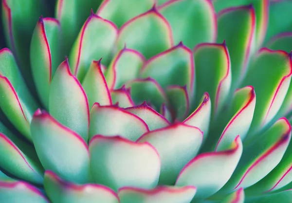 Rosetted succulent echeveria floral background — Stock Photo, Image