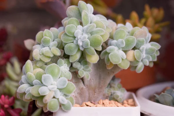 Succulent Echeveria pulvinata frosty crestata cristata — Stock Photo, Image