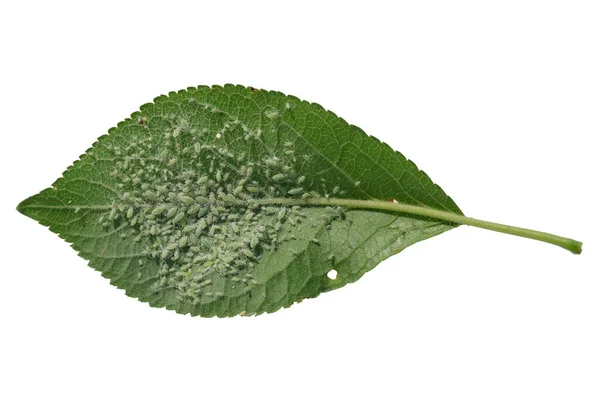 Beyaz arkaplandaki yaprak bitlerinden etkilenen erik yaprağı