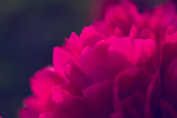 Pembe şakayık çiçeği.