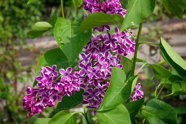 Beyaz kenarlı eflatun rengi, mor.