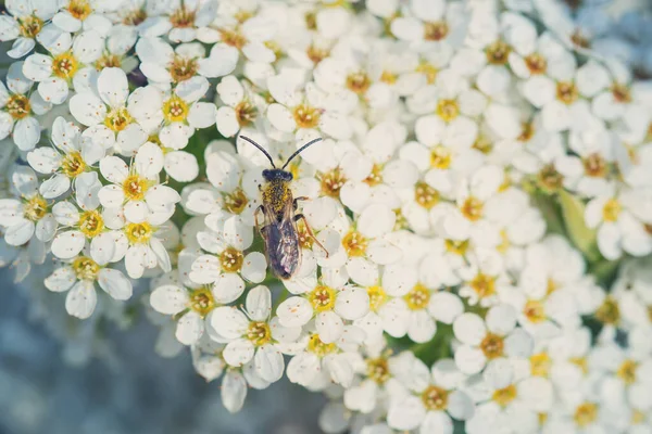 Beyaz spirea çiçeğinin üzerindeki yabani arı