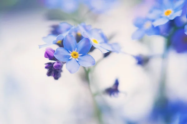 Blaue Blumen vergessen-mich-im Feld Tonung Stockbild