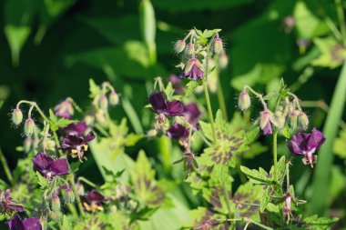 Vahşi sardunyanın çiçekleri.