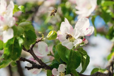 Elma çiçeklerinde uçan arı