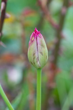 Mozaik virüsle enfekte olmuş bir lale.