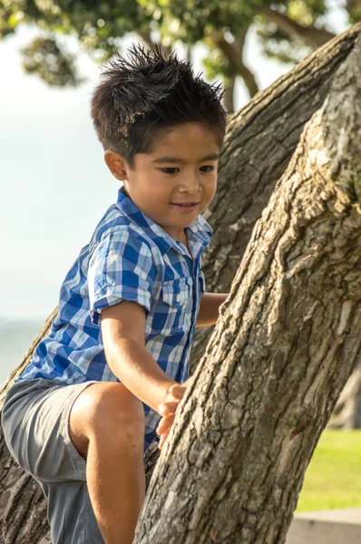 Junge im Baum — Stockfoto