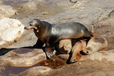 Deniz Aslan engel ders