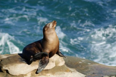Sun Bathing Sea Lion clipart
