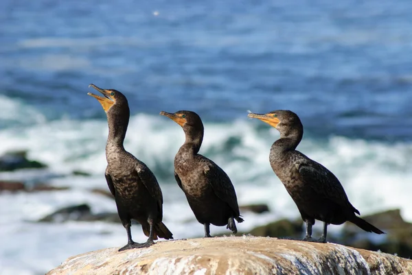 Cormoranes de doble cresta — Foto de Stock