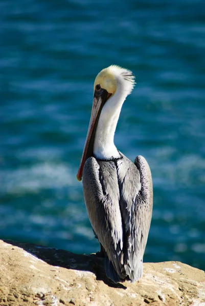 Pelícano marrón en un acantilado (Pelecanus Occidentalis ) — Foto de Stock