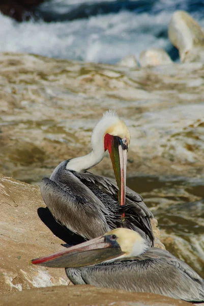 Preening pelícano marrón — Foto de Stock