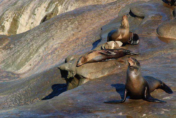 California Sea lions (Zalophus Caslifornianus) — Stock fotografie