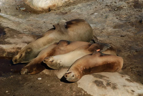 Чотири морських левів, відпочиває — стокове фото