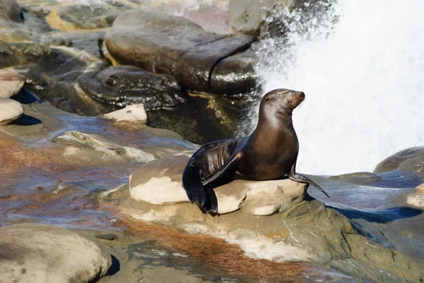 Doccia con leone marino — Foto Stock