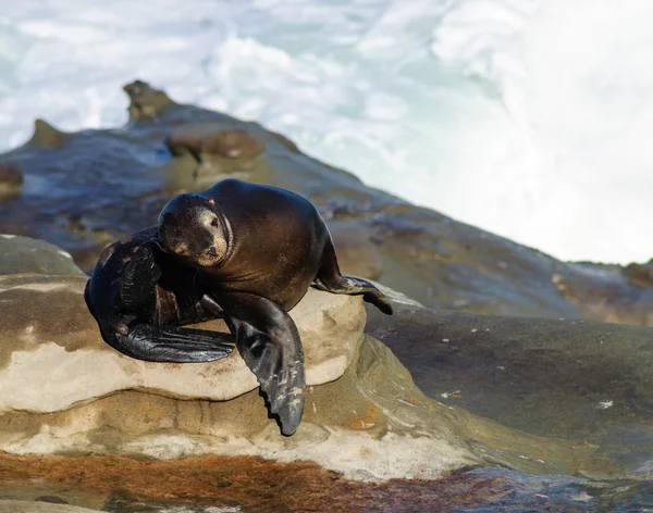 A Playful Sea Lion — Stock Photo, Image