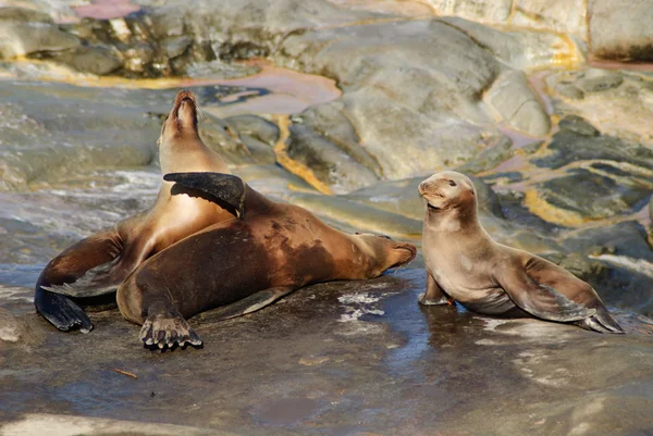 Sea Lion Family — Stock Photo, Image