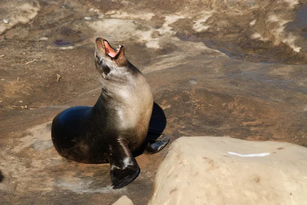 A Sea Lion Grin — Stock Photo, Image