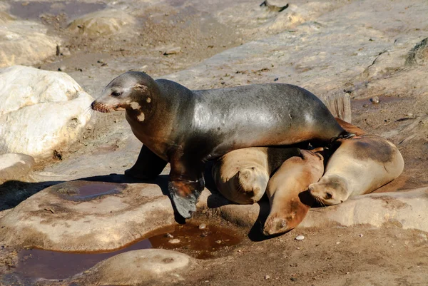 Sea Lion Obstacle Course — Stock Photo, Image