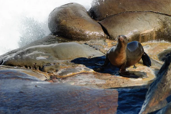 Sea Lion Shower — Stock Photo, Image