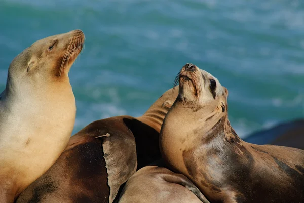 Califonia Sea Lions — Stock Photo, Image