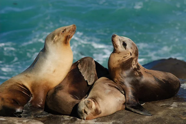 Kalifornische Seelöwen (zalophus caslifornianus)) — Stockfoto