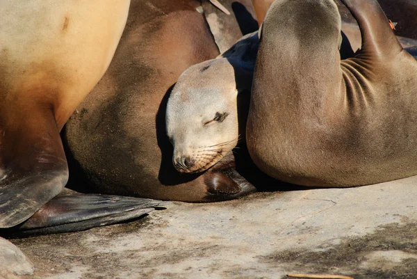 Califonia Sea lions — Stock Photo, Image