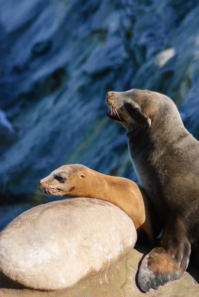 Califrnia Sea lions — Stock Photo, Image