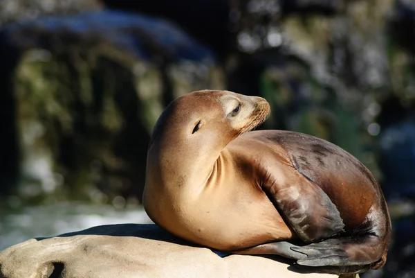 Каліфорнія морських левів (Zalophus Caslifornianus) — стокове фото