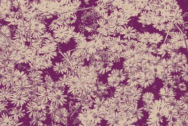 Camomiles ve kelebek