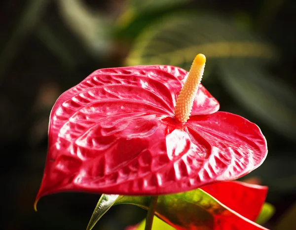 stock image Anthurium andraeanum flower, place of growth Colombia.