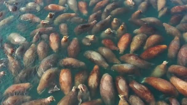 Walruses Den Vilda Naturen Simmar Vatten Valrossarnas Koloni Havsbetesmark — Stockvideo