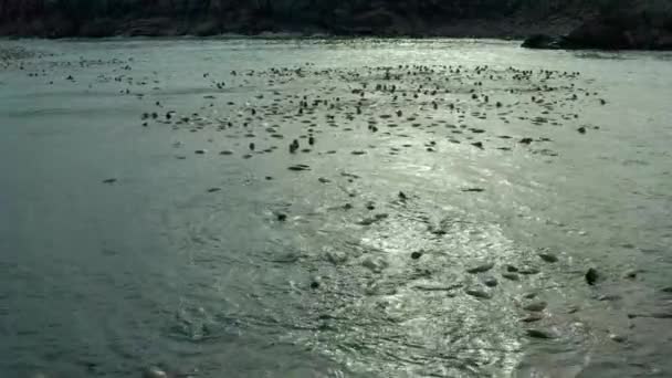 Les Morses Dans Nature Sauvage Nagent Dans Eau Colonie Morses — Video