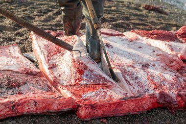 Avcılar balinanın leşini parçalara ayırıyor..