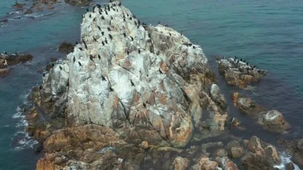 Natureza Mar Com Ninho Lugar Pássaros Marinhos Selvagens Pedras — Vídeo de Stock