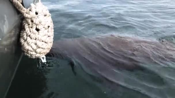 Deniz Aygırının Vahşi Bir Deniz Hayvanı Yavrusu Tekneye Doğru Yüzer — Stok video