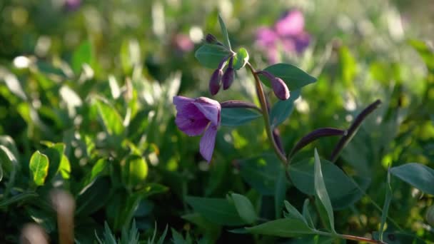 Kwiaty Dzikiej Rośliny Północnej Erysimum Pallasii Trawy Wokół Nich Słoneczny — Wideo stockowe