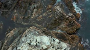 Karadeniz kuşlarıyla dolu taşlı deniz adası..