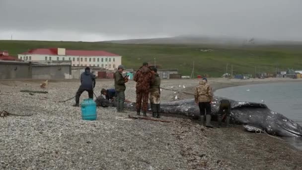 Lavrentiia Região Chukotski Rússia Agosto 2020 Nativos Chukotka Capturaram Uma — Vídeo de Stock