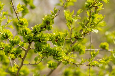 Bahar çiçekleri açan bir dal..